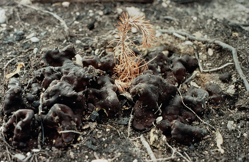 rhizina fruiting bodies around a tree