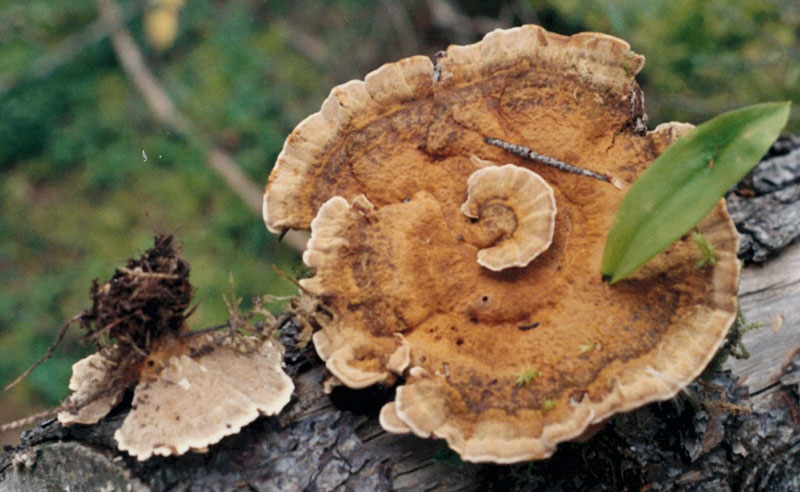 tomentosus fruiting bodies at the base of a tree