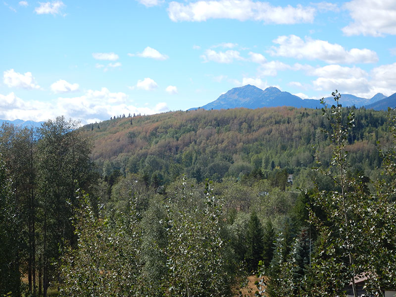 venturia leaf blight effects on an aspen stand