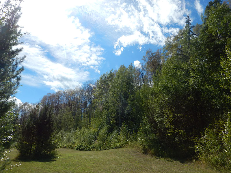 venturia leaf blight effects on an aspen stand