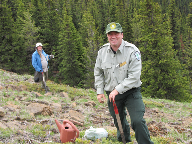 Two people triumphantly planting whitebark pine seedlings