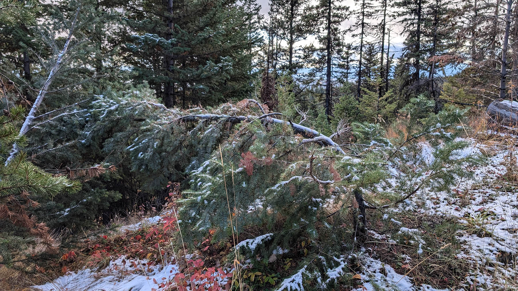 an image of a conifer damaged by snowpress in a unnaturally bent position