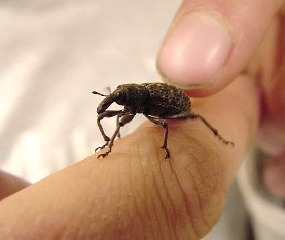 Adult Warren root collar weevil.