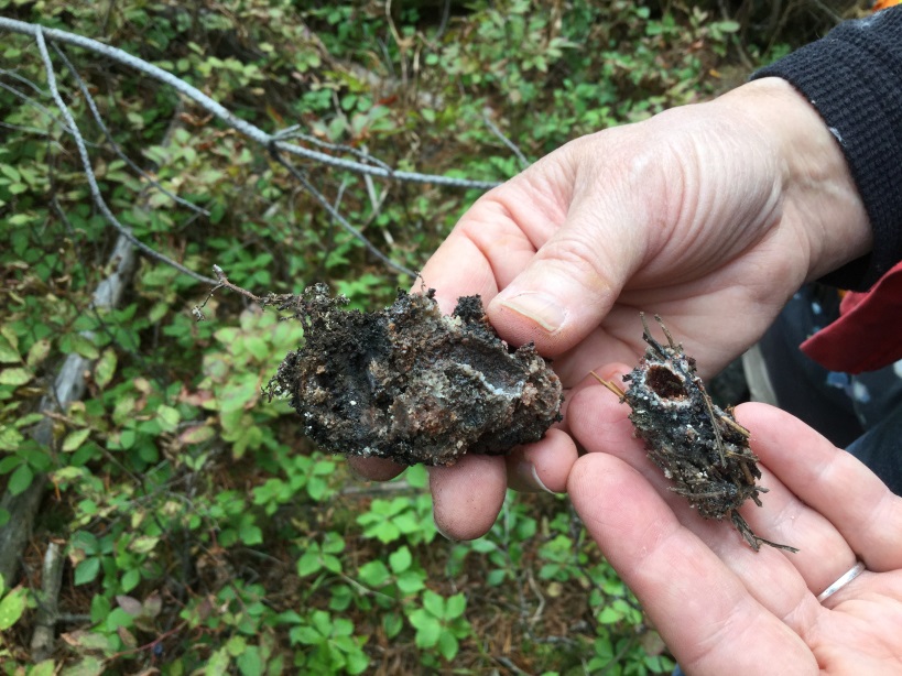 Warren root collar weevil tunnel