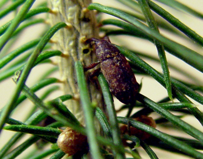 Feeding adult white pine weevil on a Sitka spruce leader