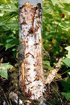 Armillaria root disease on aspen