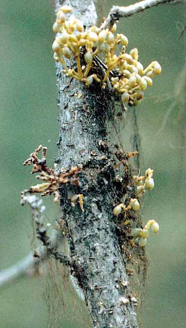 Lodgepole pine dwarf mistletoe