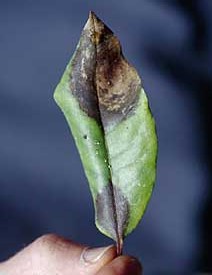 Leaf blight on Rhododendron held in a hand