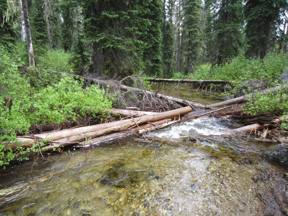 Example of large woody debris in stream channel