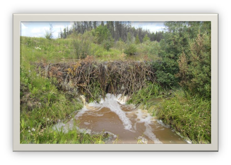 Beaver dam in a stream is a barrier