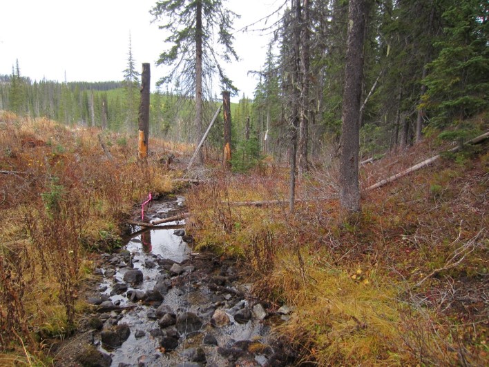 Example where a stream along the edge of a cutblock has 2 treatments. The left side was harvested to the banks while the right side is a fully retained forest. Each side of the stream has a homogenous treatment and is thus eligible for assessment.