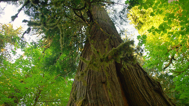 looking up at a very tall tree