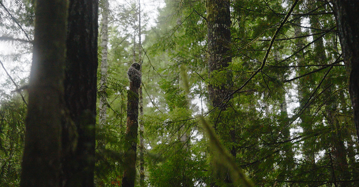 and owl on a snag in the deep forest