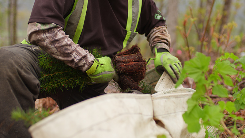 a tree planter with a bag of seedlings