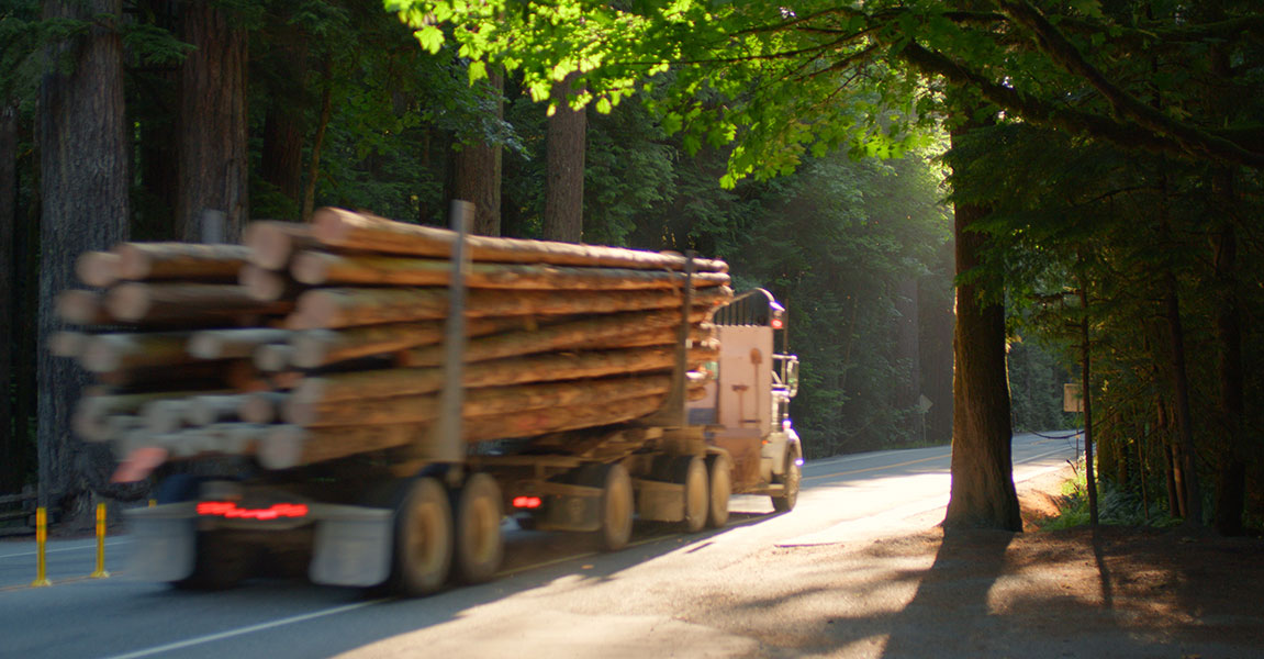 picture of logs in a truck