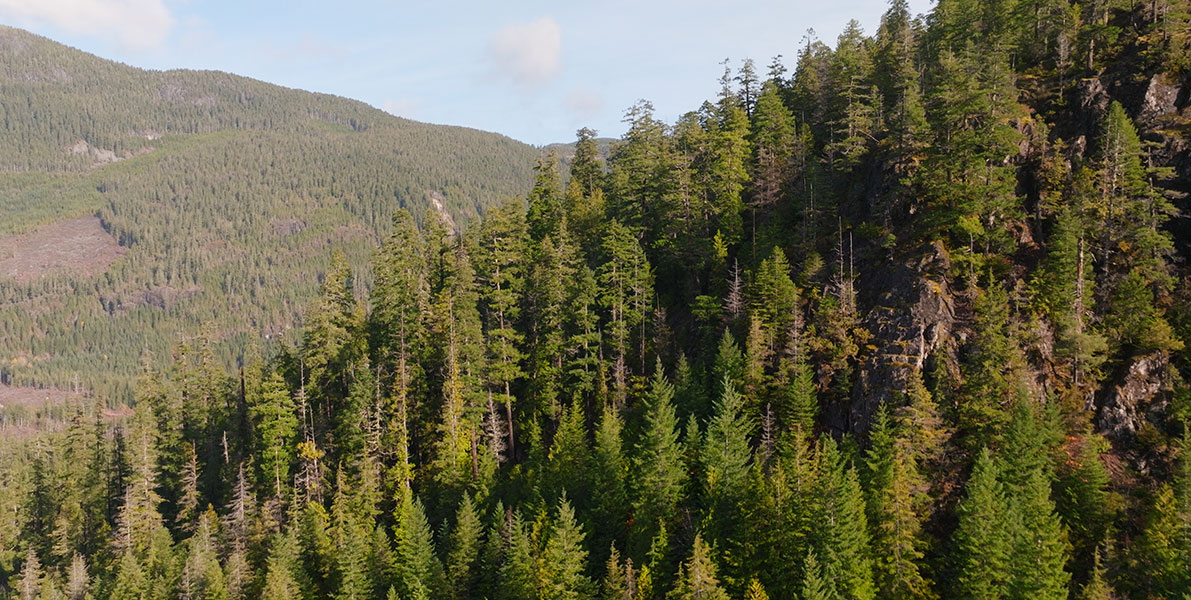 an image of a treed slope in bc