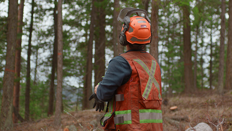 a silviculture worker surveying the woods