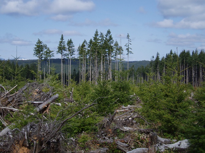 image of clear cut after 5 years