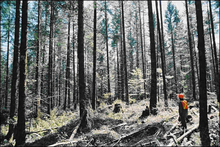 A view of the extended rotation with commercial thinning treatment.