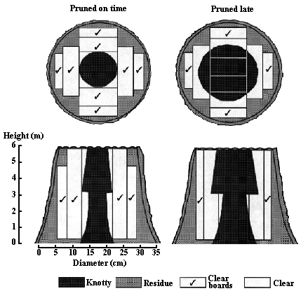 clear wood distribution