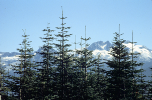 Amabilis fir high elevation