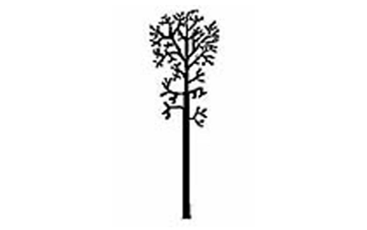 Balsam poplar outline