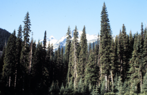 Typical Engelmann spruce
