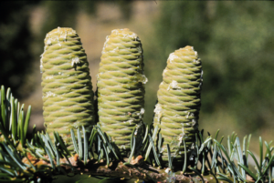 Full size green, immature cones of grand fir in mid-summer