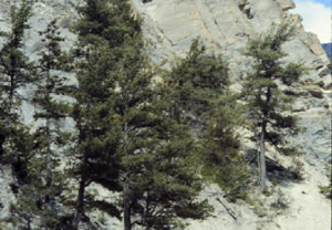 Typical Limber pine