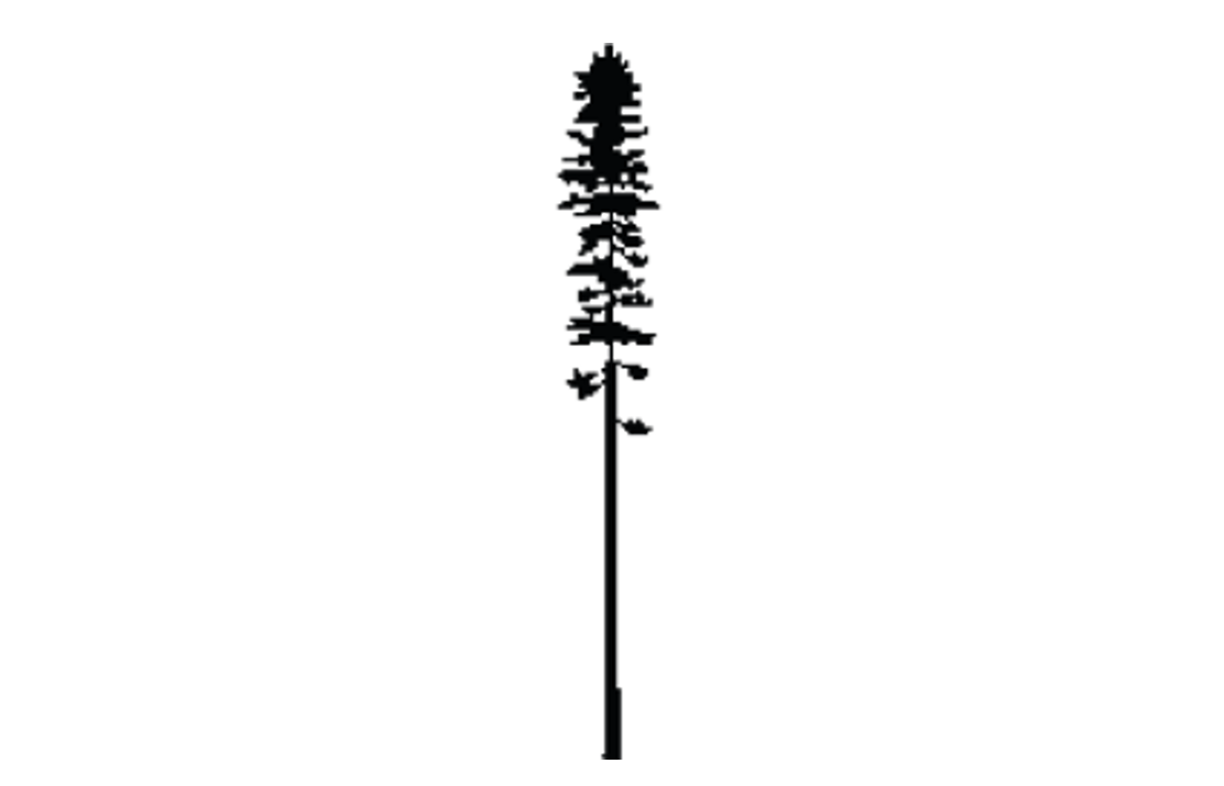 Lodgepole pine Outline