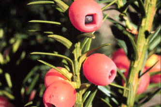 Western (Pacific) yew berries