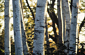 Typical Paper birch