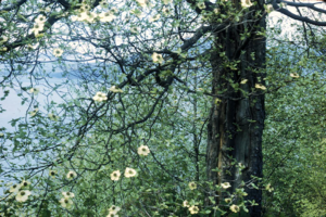 Typical Western flowering dogwood