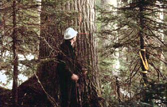 Western hemlock is one of the most important timber species of the Pacific Northwest