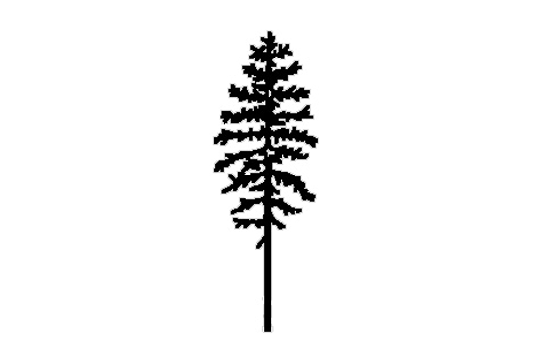 Western larch Outline