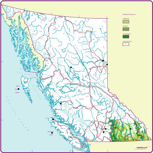 BC Distribution of Western larch (Lw)