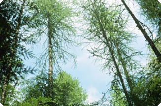 Larch is used for lumber, fine veneer, poles, ties, mine timber, and pulp