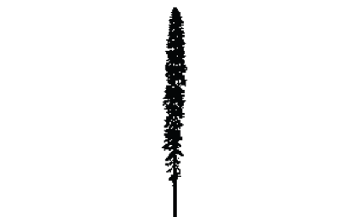 Whitebark pine Outline
