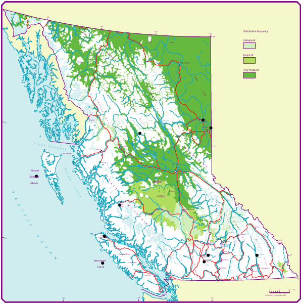 BC Distribution of white spruce (Sw)
