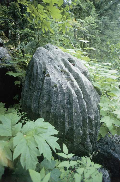 Karst rock in the forest (click to expand)