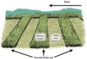 alternate strip clearcut