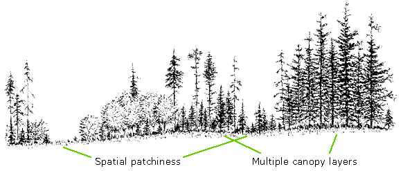 Horizontal (patchiness) and vertical (canopy layering) stand structure