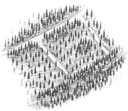 stand structural diversity in unmanaged stands