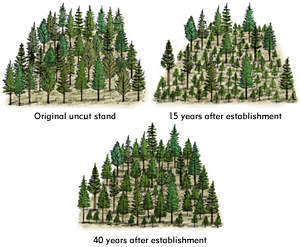 https://www2.gov.bc.ca/assets/gov/farming-natural-resources-and-industry/forestry/silviculture/training-modules/irrshel.jpg