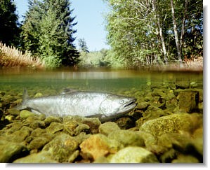 fish in river - biological diversity