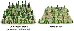 natural shelterwood