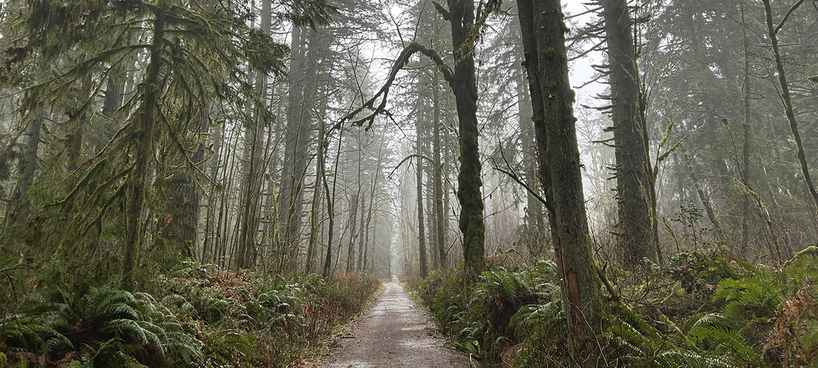 regenerated forest within the beaver lodge forest land in bc
