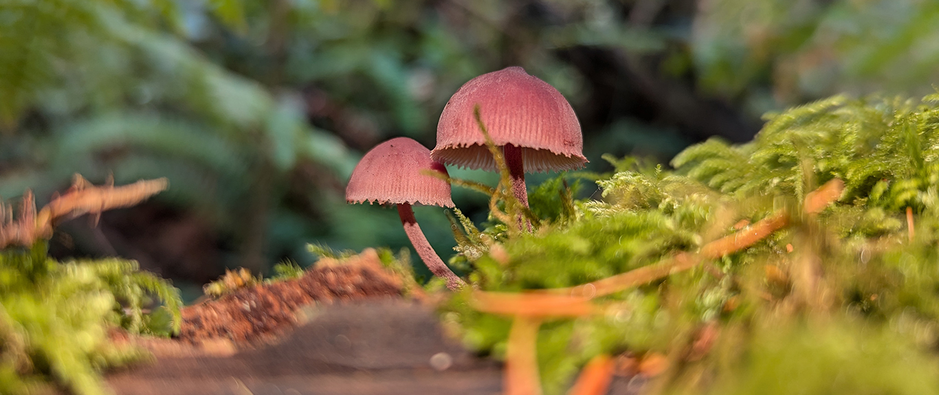 mushroom growing in beaver lodge forest lands mushroom growing in beaver lodge forest lands