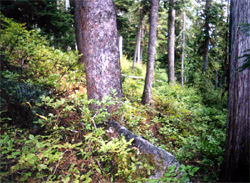 Picture of forest understory and trees