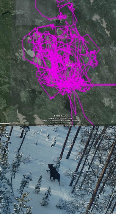 Top image depicts satellite tracking to show moose movements, bottom image shows image of moose traveling through snowy woods